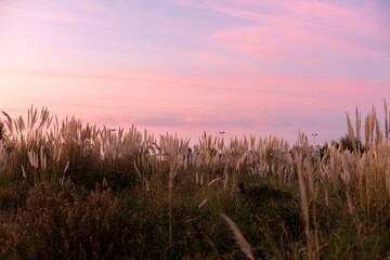 Pampas field at sunset, Parque do Vale de São Paio, Portugal