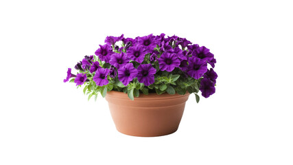 Fototapeta premium Vibrant Purple Petunias in Terracotta Pot - Springtime Blooms