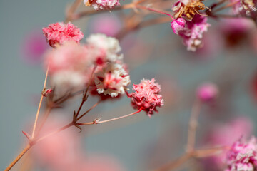 Macro Photo of Coral Bells Flowers as Background Wallpaper
