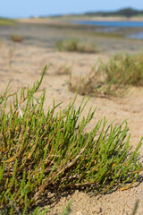 Close-up of salicornia in Ria Formosa Natural Park, Algarve