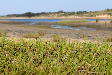 Salicornia in the Ria Formosa Natural Park, Algarve