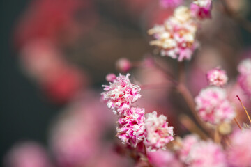 Macro Photo of Coral Bells Flowers as Background Wallpaper