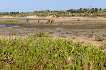 Salicornia in the Ria Formosa Natural Park, Algarve