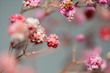 Macro Photo of Coral Bells Flowers as Background Wallpaper