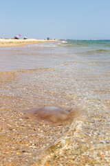 Jellyfish on the beach, Praia da fábrica, Algarve