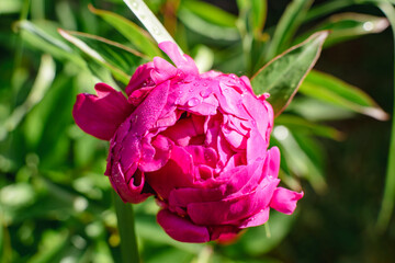Pink peony at springtime, real life photo, paeonia