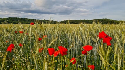 Paysage de champs de blé et de coquelicot dans la vallée de Chevreuse (Île-de-France, France)