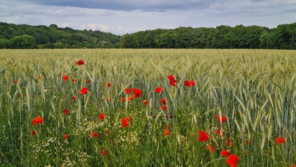 Paysage de champs de blé et de coquelicot dans la vallée de Chevreuse (Île-de-France, France)