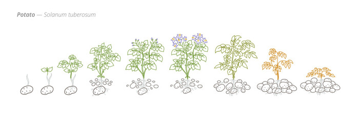 Potato Growth Stages Vector Illustration and Crop Treatment