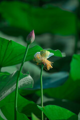 Beautiful lotus flowers bloom among the green lotus leaves