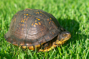 Florida Box Turtle