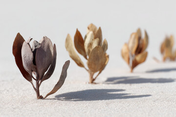 striking scene depicting shadows cast by dried plants on clean ultrabright background