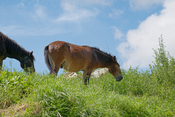 horse in the field sky background