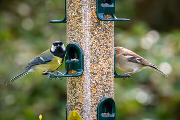 Blue tit and female Chaffinch