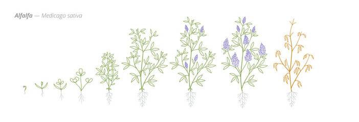 Alfalfa Growth Stages Vector Illustration with Accurate Botanical Detail for Forage Crop Management and Agricultural Use