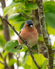 Chaffinch in a tree