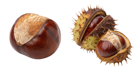 Set Chestnut with spiky outer shell isolated on a white background for clear display of its natural features