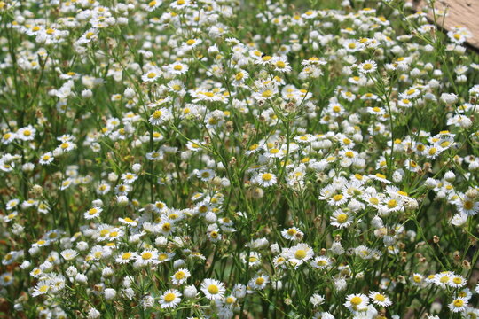field of white flowers