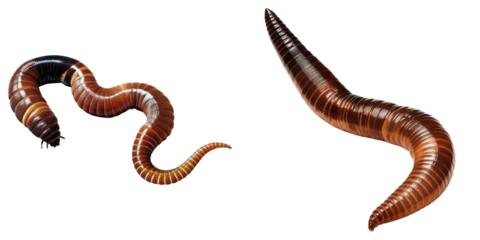 PNG Two earthworms intertwine on a transparent canvas.
