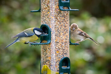Female Chaffinch and Blue Tit