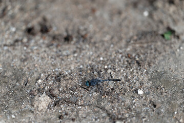 close up of a dragonfly (Orthetrum albistylum speciosum)