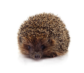 One hedgehog isolated.