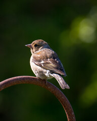 Female Chaffinch