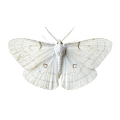Delicate white moth with intricate patterns its wings, showcasing its natural beauty against transparency background. This captures elegance and fragility of this insect, making it perfect