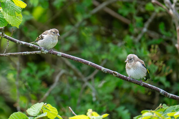 Goldfinch and chaffinch juveniles