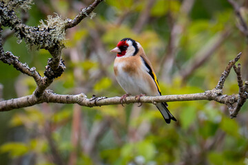 Goldfinch in tree