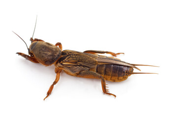 Scary harmful insect.
