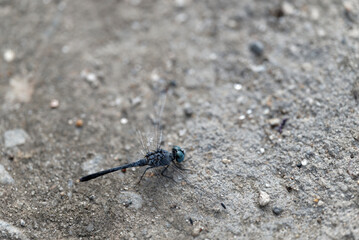 close up of a dragonfly (Orthetrum albistylum speciosum)
