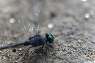close up of a dragonfly (Orthetrum albistylum speciosum)