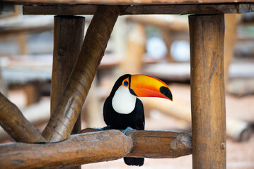 beautiful toucan in nature wild. © @kireifotos
