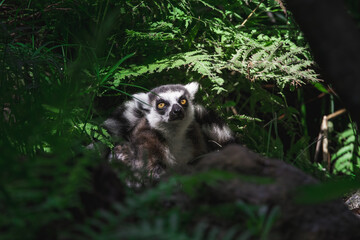 Fototapeta premium Ring Tailed Lemur hiding in some dark ferns
