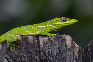 Cuban Knight Anole Lizard Bright Green on Fence Plank