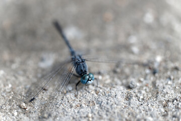 close up of a dragonfly (Orthetrum albistylum speciosum)