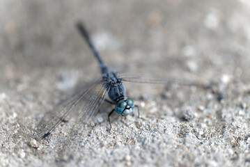close up of a dragonfly (Orthetrum albistylum speciosum)