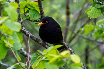 Male Blackbird