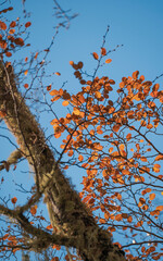 autumn tree with blue sky