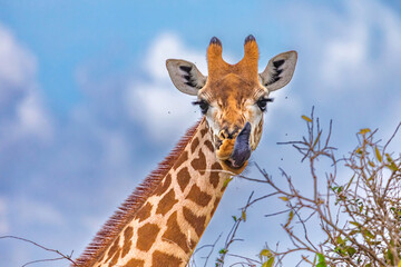 Giraffe in East Tsavo Park in Kenya.
