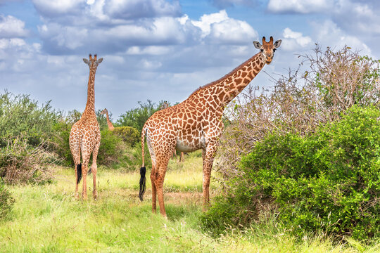 Giraffe in East Tsavo Park in Kenya.