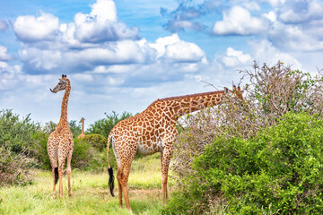 Giraffe in East Tsavo Park in Kenya.