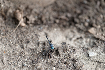 close up of a dragonfly (Orthetrum albistylum speciosum)