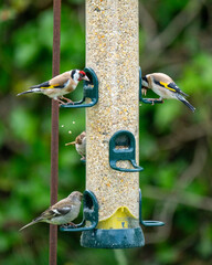 Multiple birds feeding