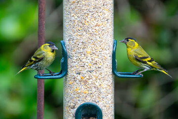 Siskins feeding