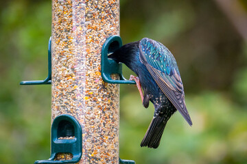 Starling at bird feeder