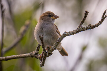 Young House Sparrow