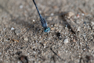 close up of a dragonfly (Orthetrum albistylum speciosum)