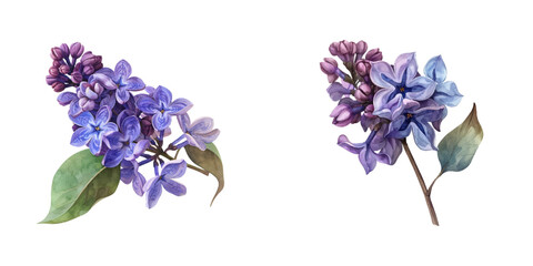 lilac flowers watercolor vector illustration